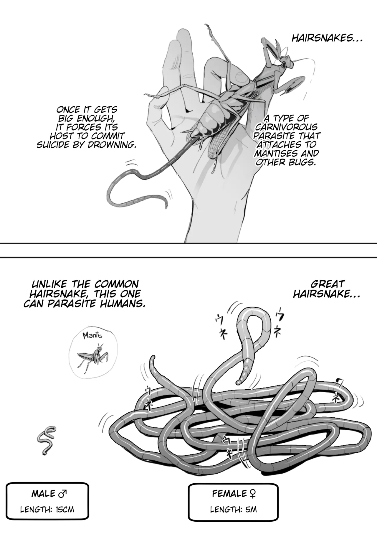 Oohariganemushi No Seitai | The Great Hairsnake